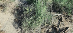 Funastrum hirtellum