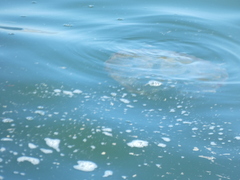 Chrysaora fuscescens