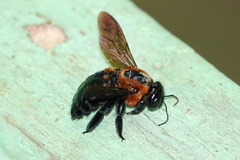 Xylocopa similis