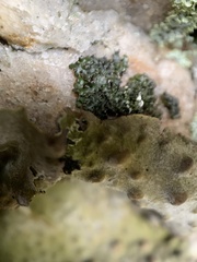 Melanelia culbersonii