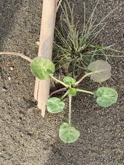 Barbarea vulgaris