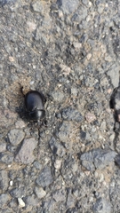 Ceratotrupes