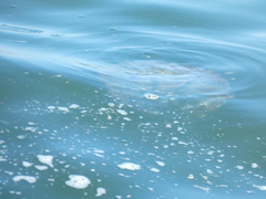 Chrysaora fuscescens