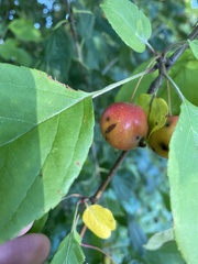 Malus prunifolia