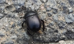 Ceratotrupes
