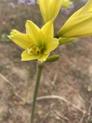 Zephyranthes bagnoldii
