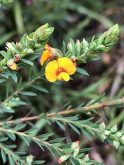 Eutaxia myrtifolia