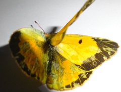 Colias croceus