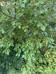 Malus prunifolia