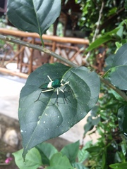 Paryphes