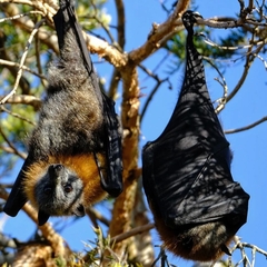 Pteropus poliocephalus