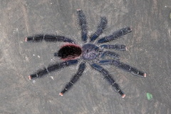 Avicularia juruensis