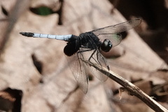 Erythrodiplax unimaculata