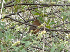 Cyanoloxia brissonii