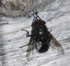 Calliphora vomitoria