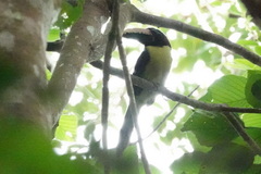 Pteroglossus inscriptus