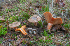 Lactarius quieticolor quieticolor