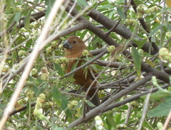 Cyanoloxia brissonii