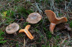 Lactarius quieticolor quieticolor