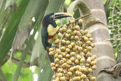 Pteroglossus castanotis