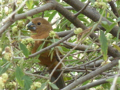 Cyanoloxia brissonii