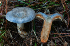 Lactarius quieticolor hemicyaneus