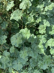 Malva