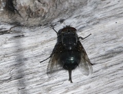 Calliphora vomitoria