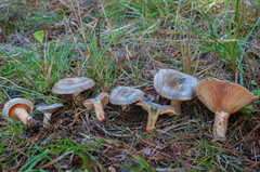 Lactarius quieticolor hemicyaneus