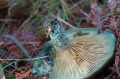 Lactarius quieticolor hemicyaneus