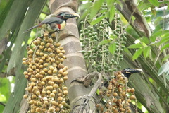 Pteroglossus castanotis