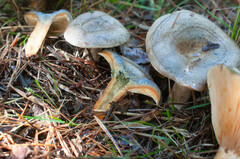 Lactarius quieticolor hemicyaneus