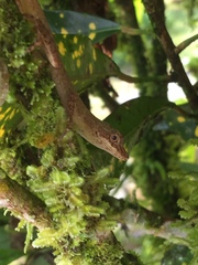 Anolis fuscoauratus