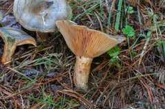 Lactarius quieticolor hemicyaneus