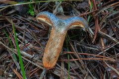 Lactarius quieticolor hemicyaneus