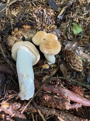 Hydnum washingtonianum