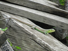 Cnemidophorus gramivagus