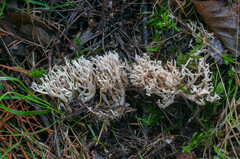 Ramaria gracilis