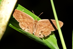 Euptychiina