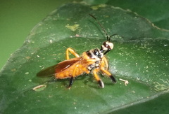 Agriocoris flavipes
