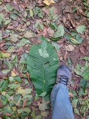 Magnolia macrophylla