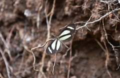 Aeria olena