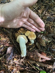 Hydnum washingtonianum