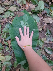 Magnolia macrophylla