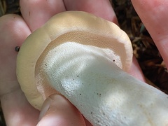 Hydnum washingtonianum