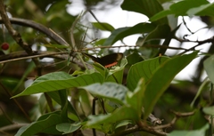 Biblis hyperia
