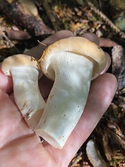 Hydnum washingtonianum