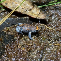 Pseudophryne australis