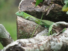 Cnemidophorus gramivagus