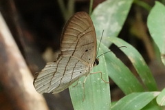 Pierella hortona
